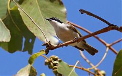 White-throated Honeyeater